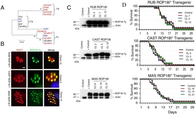 https://cdn.ncbi.nlm.nih.gov/pmc/blobs/3dce/2644818/31df352759fe/pgen.1000404.g004.jpg