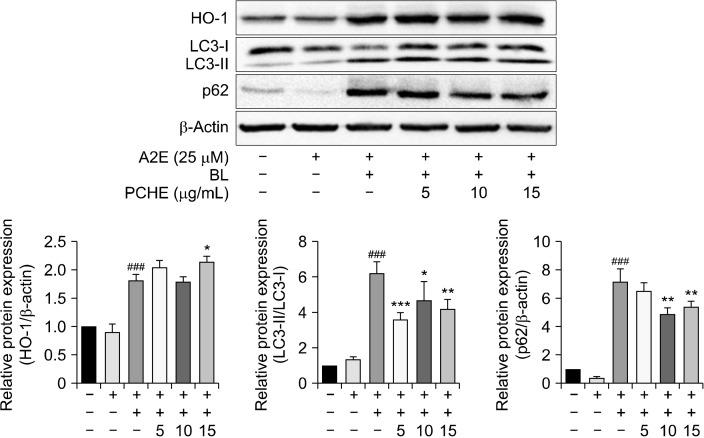 https://cdn.ncbi.nlm.nih.gov/pmc/blobs/3dd1/11450283/f004f629169c/pnfs-29-3-376-f5.jpg