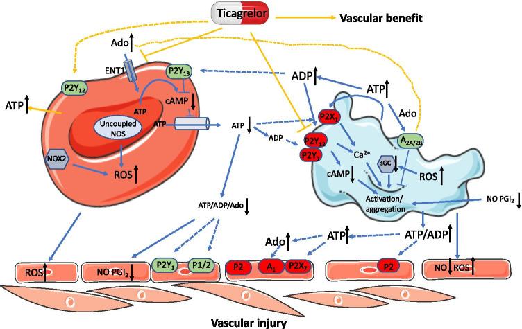 https://cdn.ncbi.nlm.nih.gov/pmc/blobs/3dd3/8677852/138ca7d1f00a/11302_2021_9807_Fig3_HTML.jpg