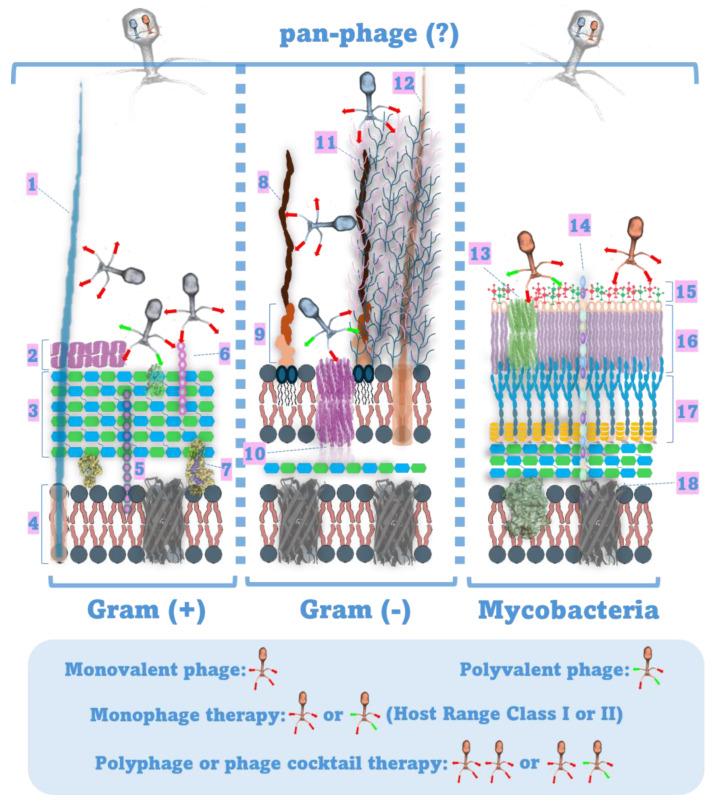 https://cdn.ncbi.nlm.nih.gov/pmc/blobs/3dd4/11206709/541366e52943/pathogens-13-00522-g002.jpg