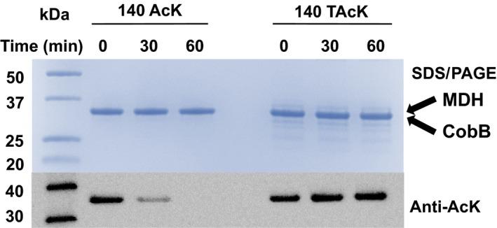 https://cdn.ncbi.nlm.nih.gov/pmc/blobs/3dd5/5666399/a34887afeb38/FEB4-7-1805-g005.jpg