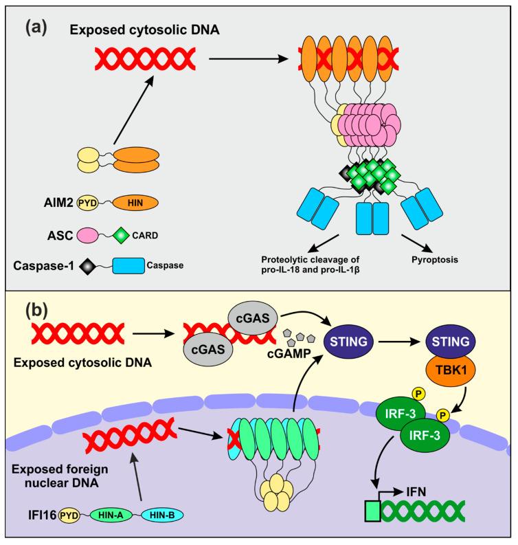 https://cdn.ncbi.nlm.nih.gov/pmc/blobs/3dd7/7767131/6cd8a449d55a/viruses-12-01464-g002.jpg