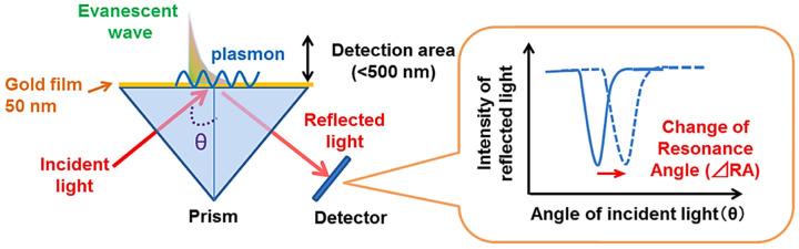 https://cdn.ncbi.nlm.nih.gov/pmc/blobs/3de2/11763797/e0309ae04324/biosensors-15-00035-g001.jpg