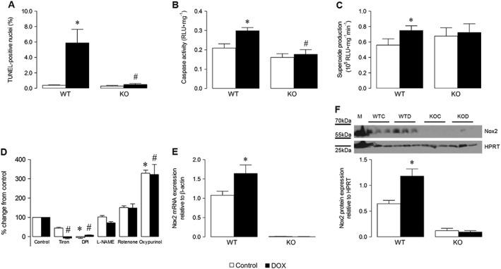 https://cdn.ncbi.nlm.nih.gov/pmc/blobs/3de3/5647180/94a22e3b054a/BPH-174-3677-g001.jpg