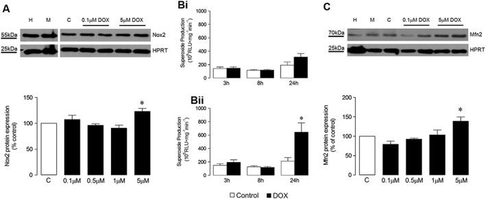 https://cdn.ncbi.nlm.nih.gov/pmc/blobs/3de3/5647180/ca2789912868/BPH-174-3677-g006.jpg