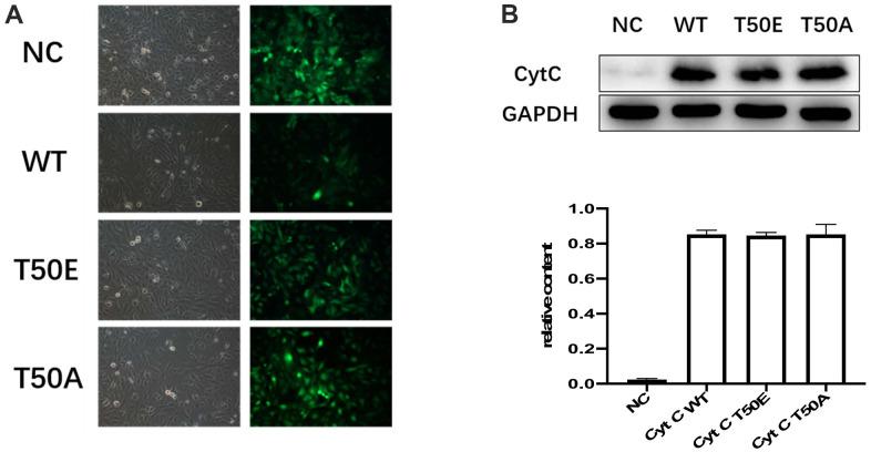 https://cdn.ncbi.nlm.nih.gov/pmc/blobs/3de7/9365549/8b87e78a1f96/aging-14-204159-g003.jpg