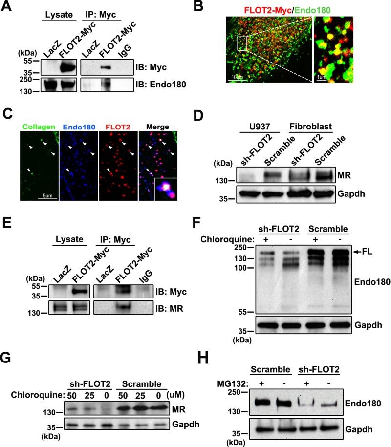 https://cdn.ncbi.nlm.nih.gov/pmc/blobs/3de8/3937085/8c1144a6a9fe/583fig6.jpg