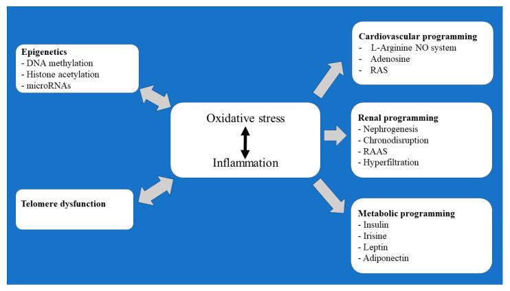 https://cdn.ncbi.nlm.nih.gov/pmc/blobs/3de9/10376205/fb29bf587dab/antioxidants-12-01354-g001.jpg
