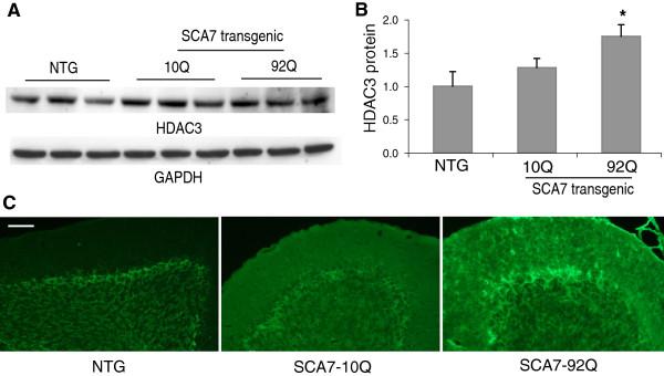https://cdn.ncbi.nlm.nih.gov/pmc/blobs/3de9/3816305/03234ffc4750/1750-1326-8-42-6.jpg