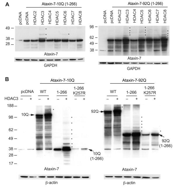 https://cdn.ncbi.nlm.nih.gov/pmc/blobs/3de9/3816305/2af6f2364180/1750-1326-8-42-1.jpg