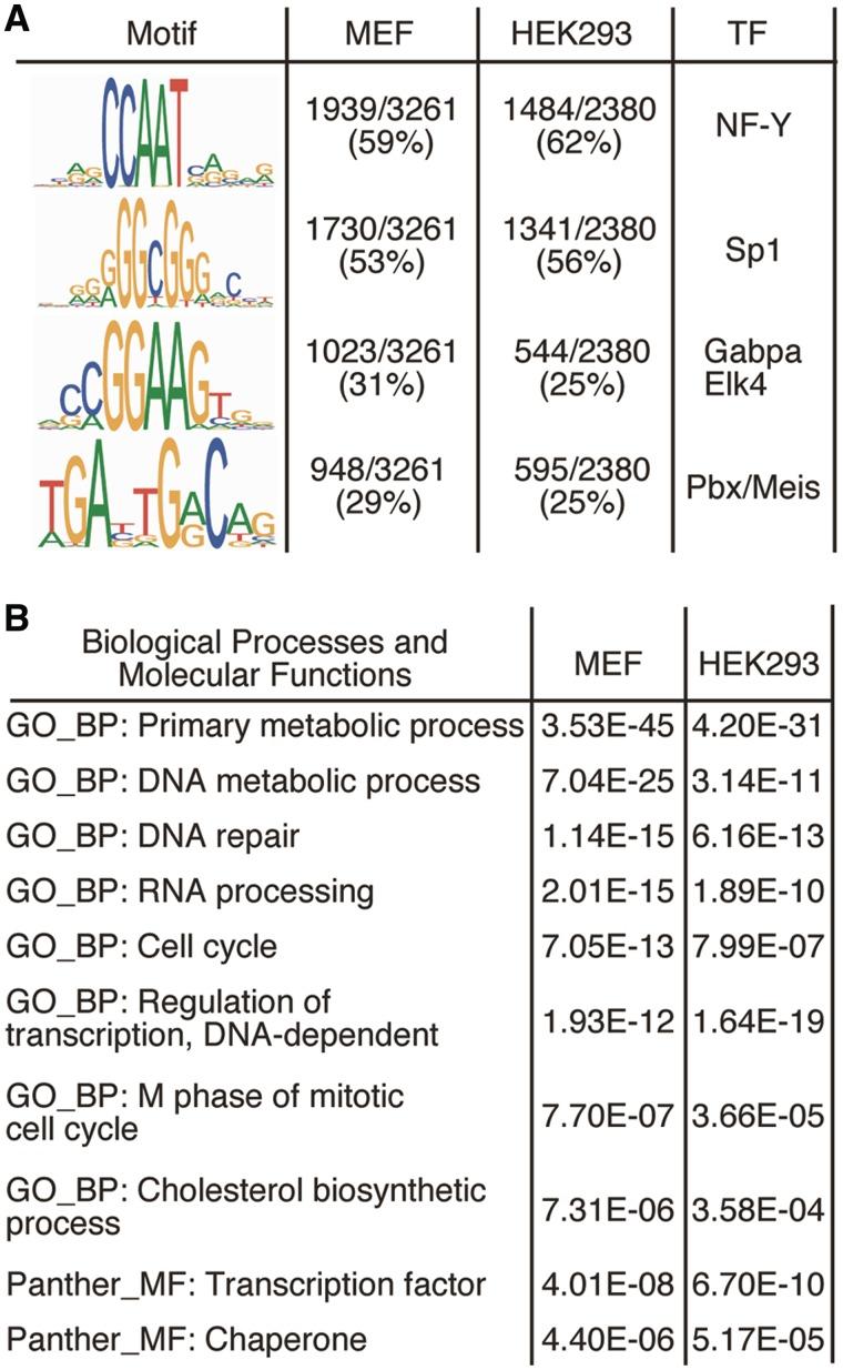 https://cdn.ncbi.nlm.nih.gov/pmc/blobs/3dea/3439921/282e68eae784/gks544f5.jpg