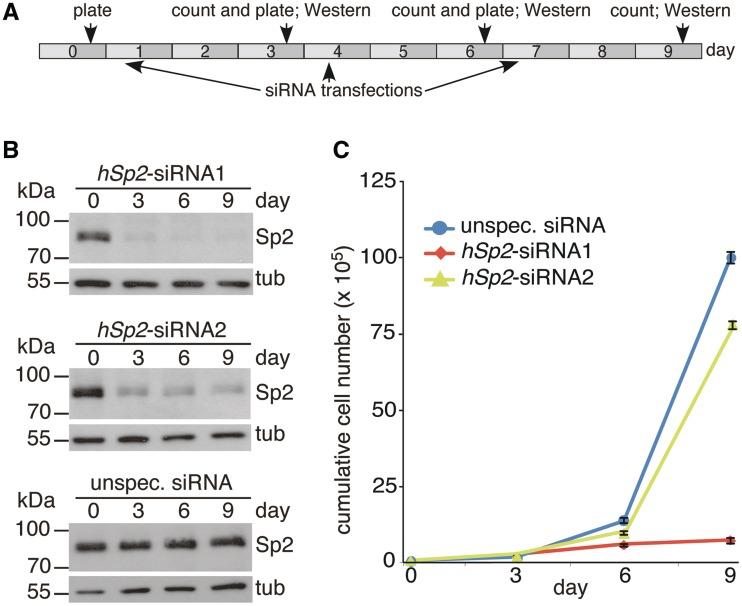 https://cdn.ncbi.nlm.nih.gov/pmc/blobs/3dea/3439921/8a41383b1df0/gks544f1.jpg