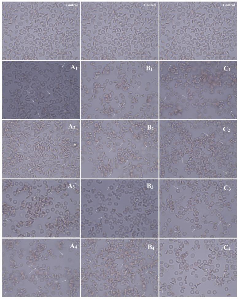 https://cdn.ncbi.nlm.nih.gov/pmc/blobs/3dec/8466056/ff6af325fcf1/biomolecules-11-01388-g012.jpg
