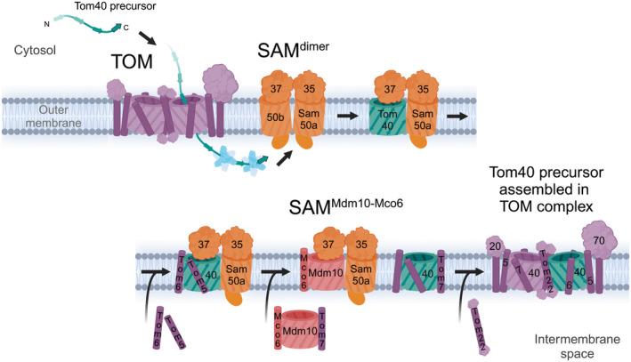 https://cdn.ncbi.nlm.nih.gov/pmc/blobs/3ded/11452307/26ece267c489/FEB4-14-1595-g001.jpg