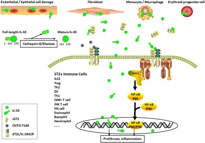 https://cdn.ncbi.nlm.nih.gov/pmc/blobs/3ded/6249369/49ec8a56c83c/fimmu-09-02663-g0001.jpg