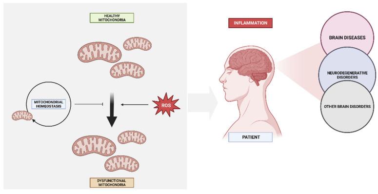 https://cdn.ncbi.nlm.nih.gov/pmc/blobs/3df6/10526226/2962a6ef10ec/biomedicines-11-02488-g003.jpg