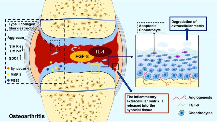 https://cdn.ncbi.nlm.nih.gov/pmc/blobs/3df6/8831980/2fff1e768329/JCMM-26-990-g002.jpg