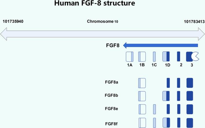 https://cdn.ncbi.nlm.nih.gov/pmc/blobs/3df6/8831980/a1a2e30968eb/JCMM-26-990-g003.jpg
