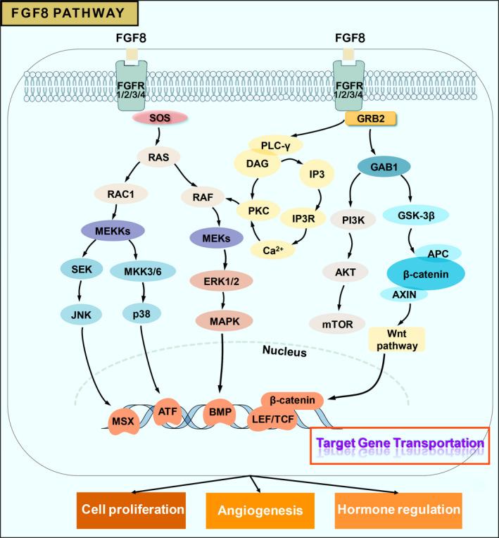 https://cdn.ncbi.nlm.nih.gov/pmc/blobs/3df6/8831980/c075a21710d2/JCMM-26-990-g001.jpg