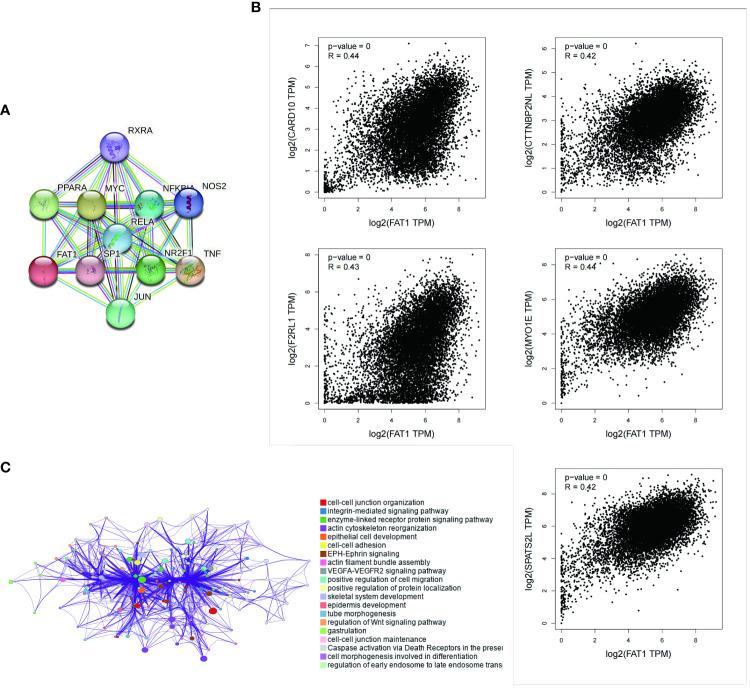 https://cdn.ncbi.nlm.nih.gov/pmc/blobs/3dfb/11157030/e432a9b2c961/fimmu-15-1369073-g004.jpg