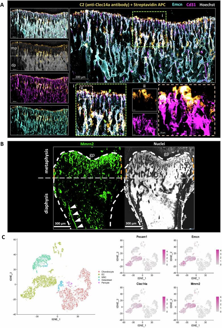 https://cdn.ncbi.nlm.nih.gov/pmc/blobs/3dfc/11470016/387508f4ebe1/42003_2024_6971_Fig1_HTML.jpg