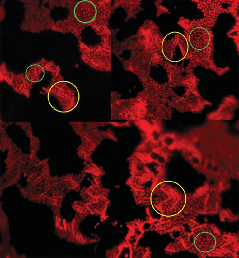 https://cdn.ncbi.nlm.nih.gov/pmc/blobs/3e00/7376582/2072c1cf899c/stlr-14-57-g005.jpg