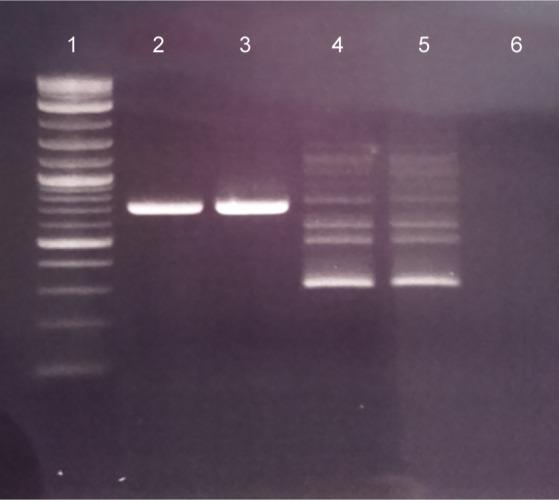 https://cdn.ncbi.nlm.nih.gov/pmc/blobs/3e00/7376582/daa24946b3ec/stlr-14-57-g002.jpg