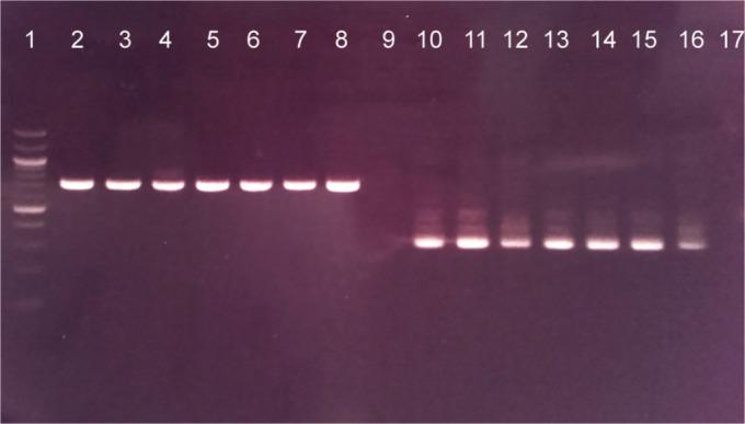 https://cdn.ncbi.nlm.nih.gov/pmc/blobs/3e00/7376582/e6f3ae65c011/stlr-14-57-g003.jpg