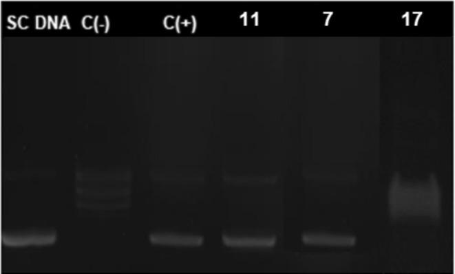 https://cdn.ncbi.nlm.nih.gov/pmc/blobs/3e03/12056219/133722de086e/CBDD-105-e70120-g001.jpg