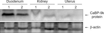 https://cdn.ncbi.nlm.nih.gov/pmc/blobs/3e06/2833425/b89113d9658f/jvs-11-15-g002.jpg