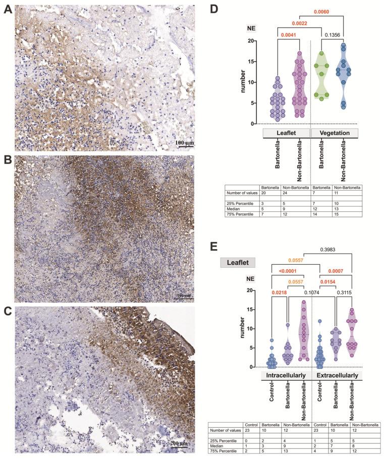 https://cdn.ncbi.nlm.nih.gov/pmc/blobs/3e0a/10778237/67bb85e257fd/cells-13-00043-g004.jpg