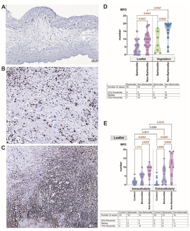 https://cdn.ncbi.nlm.nih.gov/pmc/blobs/3e0a/10778237/a7042cfc702c/cells-13-00043-g003.jpg