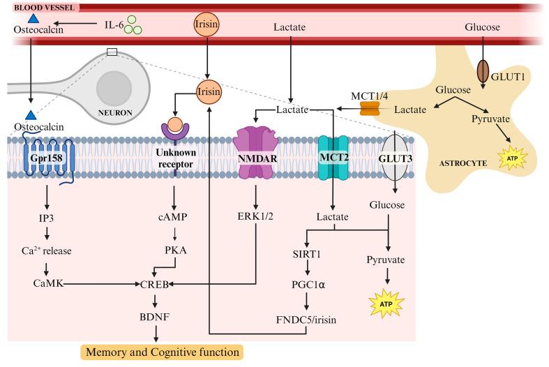 https://cdn.ncbi.nlm.nih.gov/pmc/blobs/3e0b/10669442/a93df3a915ec/biomolecules-13-01577-g001.jpg