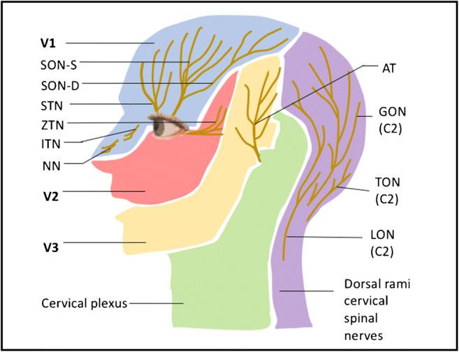 https://cdn.ncbi.nlm.nih.gov/pmc/blobs/3e0e/8203491/662c99d5b53b/11916_2021_968_Fig3_HTML.jpg