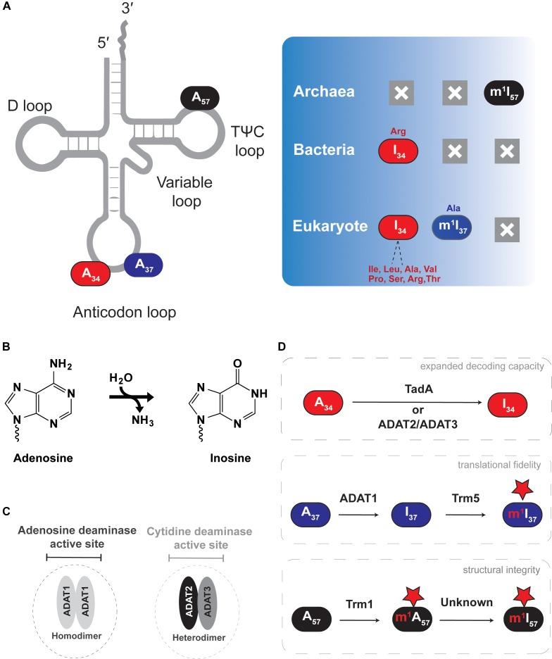 https://cdn.ncbi.nlm.nih.gov/pmc/blobs/3e12/6382703/374b1cae39a4/fgene-10-00104-g002.jpg