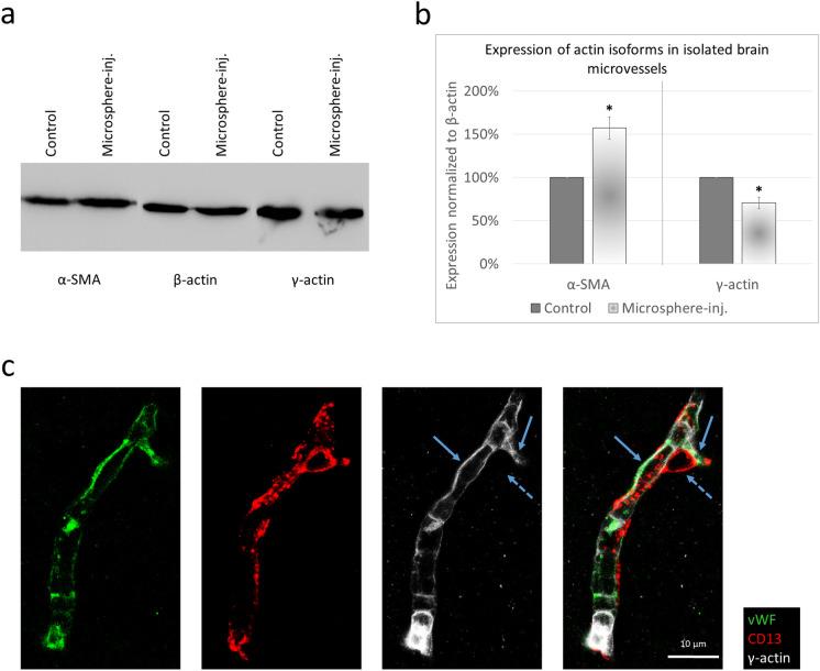 https://cdn.ncbi.nlm.nih.gov/pmc/blobs/3e13/11979061/8942f704aedc/11357_2024_1429_Fig5_HTML.jpg