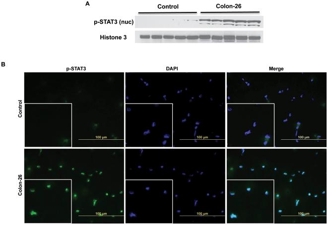 https://cdn.ncbi.nlm.nih.gov/pmc/blobs/3e13/3140523/df228cf9e977/pone.0022538.g006.jpg