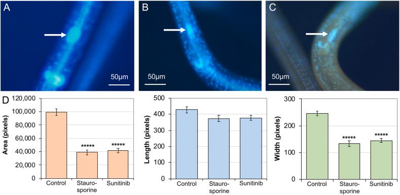 https://cdn.ncbi.nlm.nih.gov/pmc/blobs/3e15/7593349/62d4a9235517/gr6.jpg