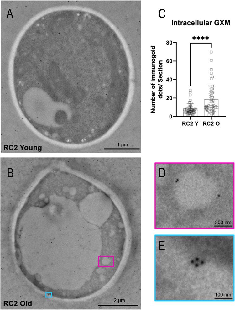 https://cdn.ncbi.nlm.nih.gov/pmc/blobs/3e17/8844920/741501ced8ea/mbio.00190-22-f007.jpg