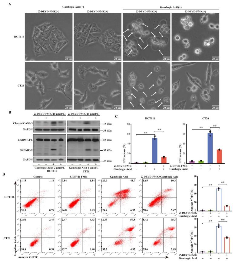 https://cdn.ncbi.nlm.nih.gov/pmc/blobs/3e18/9688471/97092c0dc36f/cancers-14-05505-g006.jpg
