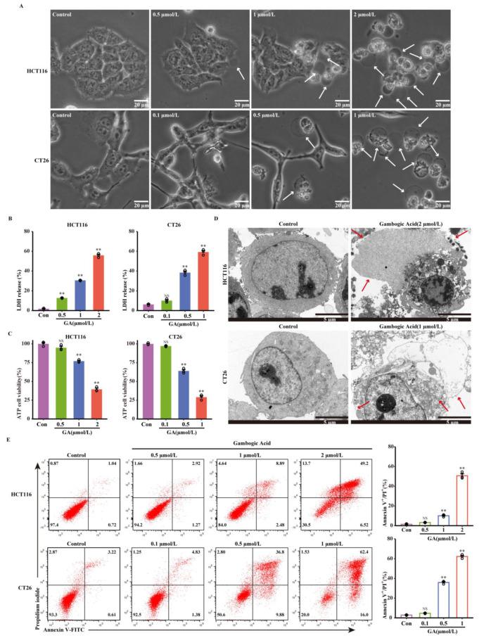 https://cdn.ncbi.nlm.nih.gov/pmc/blobs/3e18/9688471/ce8e7c6ac142/cancers-14-05505-g002.jpg