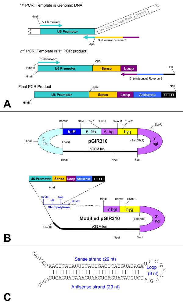 https://cdn.ncbi.nlm.nih.gov/pmc/blobs/3e1a/2652455/5a7c91099df9/1471-2180-9-38-1.jpg