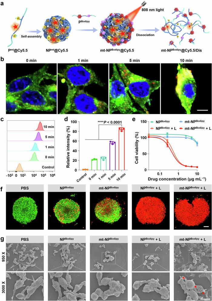 https://cdn.ncbi.nlm.nih.gov/pmc/blobs/3e1d/11255282/e6f7f6048586/41467_2024_50020_Fig4_HTML.jpg
