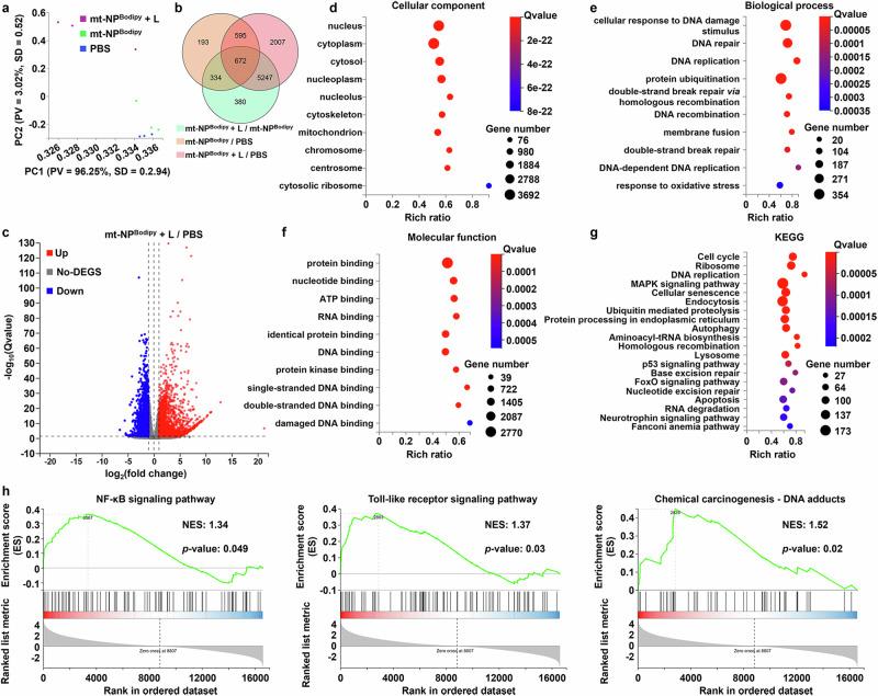 https://cdn.ncbi.nlm.nih.gov/pmc/blobs/3e1d/11255282/ec1817382b4e/41467_2024_50020_Fig5_HTML.jpg