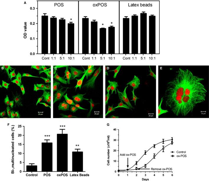 https://cdn.ncbi.nlm.nih.gov/pmc/blobs/3e1e/4854907/6b6f6f2dd16a/ACEL-15-436-g004.jpg