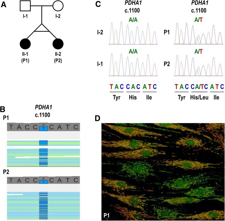 https://cdn.ncbi.nlm.nih.gov/pmc/blobs/3e21/6874639/aa443e17326a/439_2019_2075_Fig1_HTML.jpg