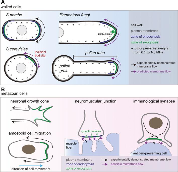 https://cdn.ncbi.nlm.nih.gov/pmc/blobs/3e24/10078680/98c290a4c209/FEBS-290-669-g003.jpg