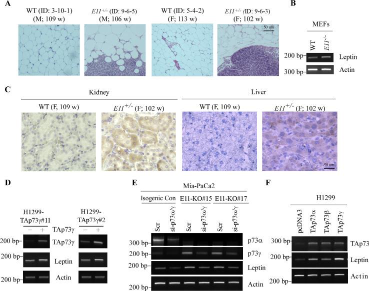 https://cdn.ncbi.nlm.nih.gov/pmc/blobs/3e25/10471163/1810ff7e570c/elife-82115-fig6-figsupp1.jpg