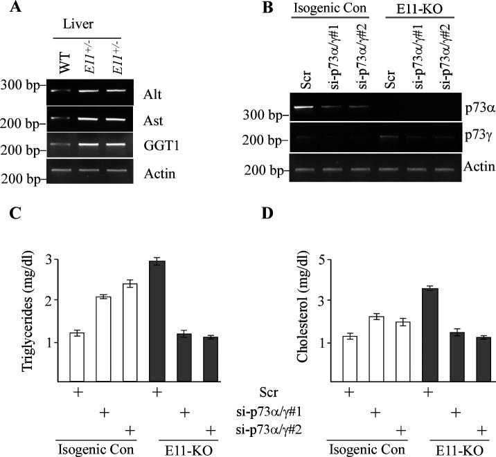 https://cdn.ncbi.nlm.nih.gov/pmc/blobs/3e25/10471163/6972ef465481/elife-82115-fig5-figsupp1.jpg