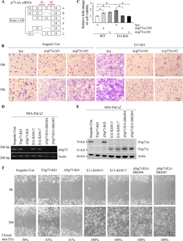 https://cdn.ncbi.nlm.nih.gov/pmc/blobs/3e25/10471163/821052826810/elife-82115-fig3-figsupp1.jpg